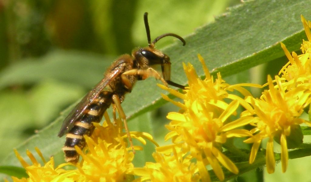 Faccia da Halictus